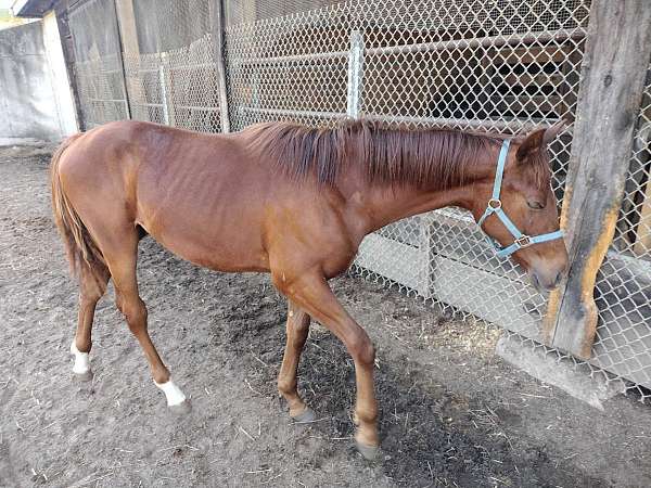 chestnut-two-white-sox-on-rear-legs-star-blaise-horse