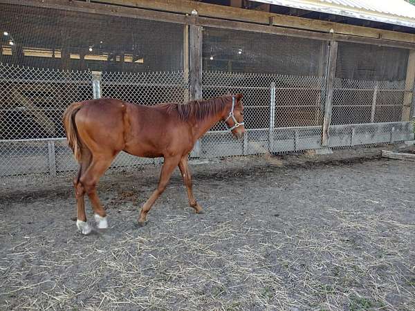 charlie-warmblood-horse