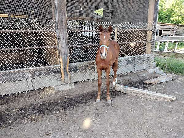 all-warmblood-horse