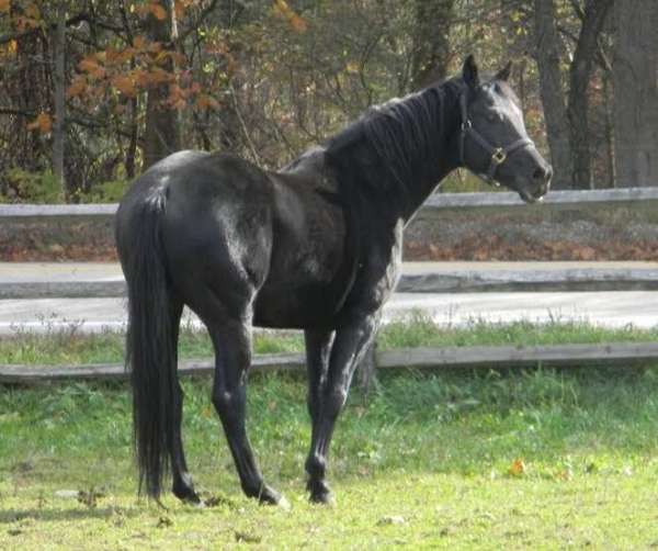 all-reasonable-offers-warmblood-horse