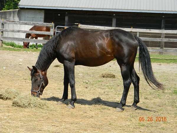 around-warmblood-horse