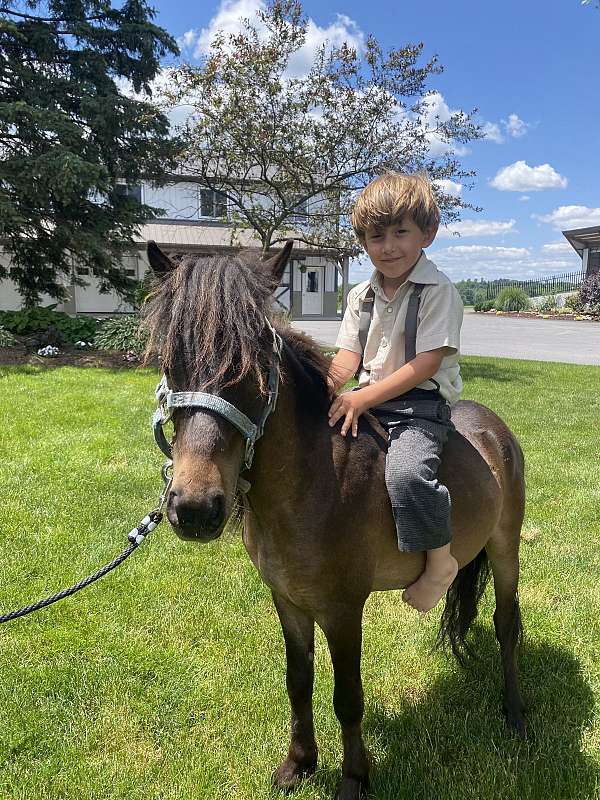 bay-chocolate-pony-gelding