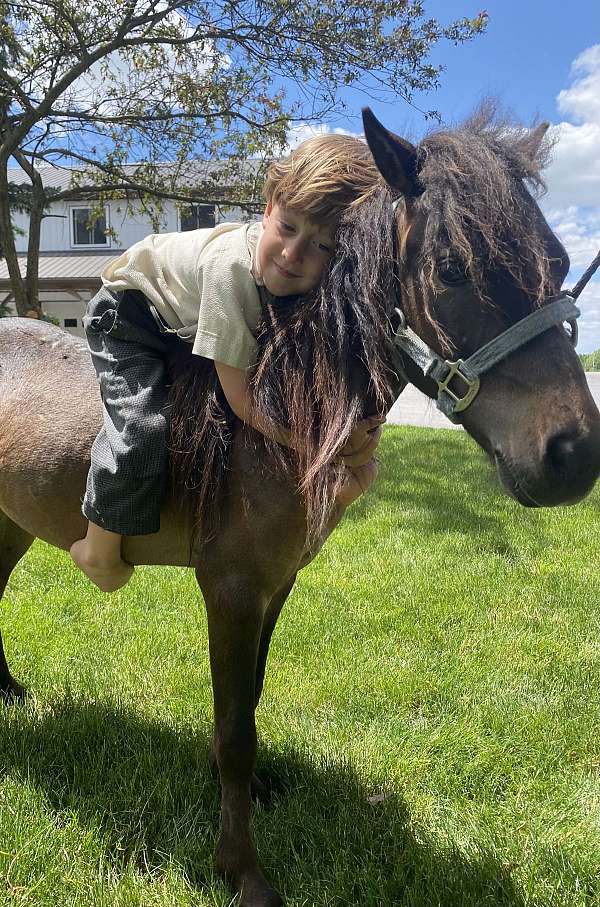 bay-chocolate-gelding