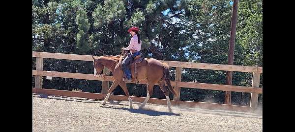 aqha-quarter-horse