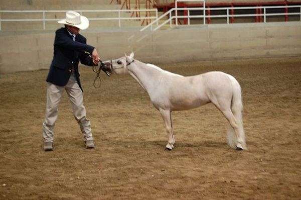 palomino-blaze-blue-eye-horse