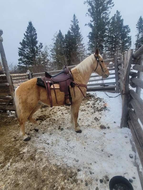 experienced-mustang-palomino-horse