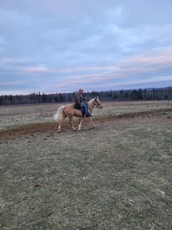 started-under-saddle-mustang-palomino-horse