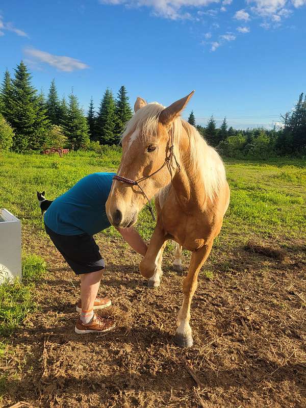 trail-mustang-palomino-horse