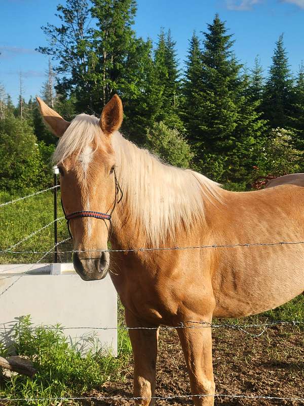 mustang-gelding