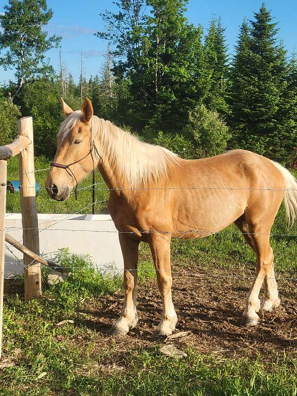 mustang-horse-for-sale