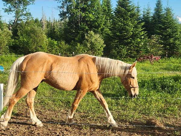 mustang-horse