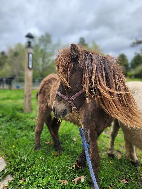 all-around-miniature-pony