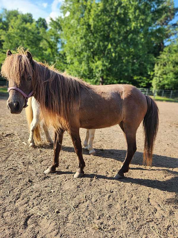 dun-star-on-forehead-white-marking-front-leg-pony