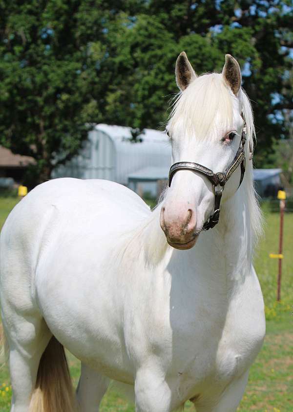 sabino-colt-yearling-for-sale