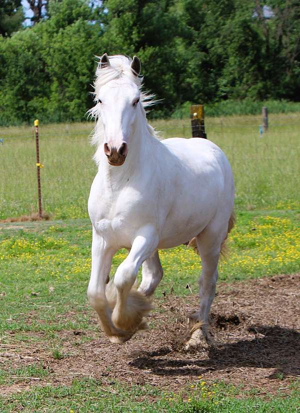 sabino-athletic-horse