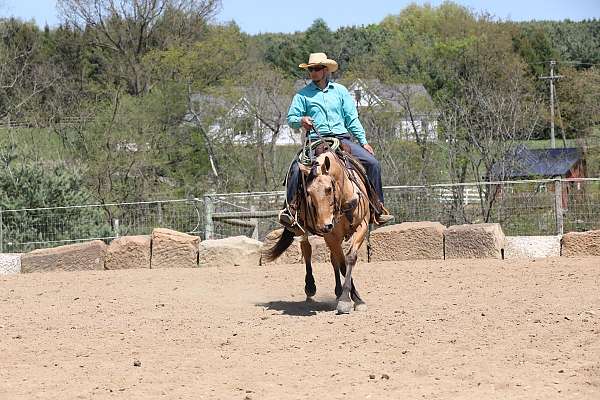 husband-safe-quarter-horse