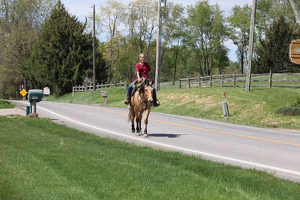 mounted-patrol-quarter-horse