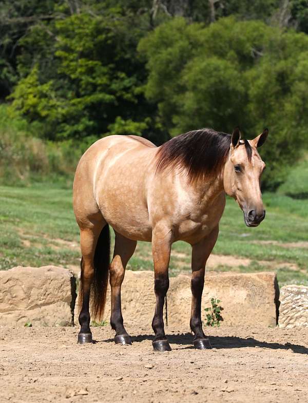 all-around-quarter-horse