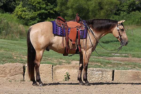 ranch-work-quarter-horse