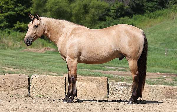 acre-quarter-horse