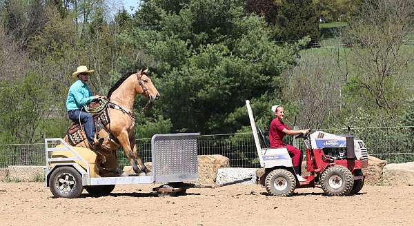 ranch-quarter-horse