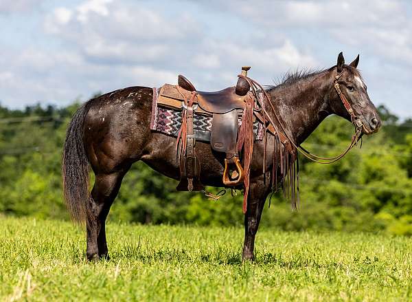 any-rider-appaloosa-horse