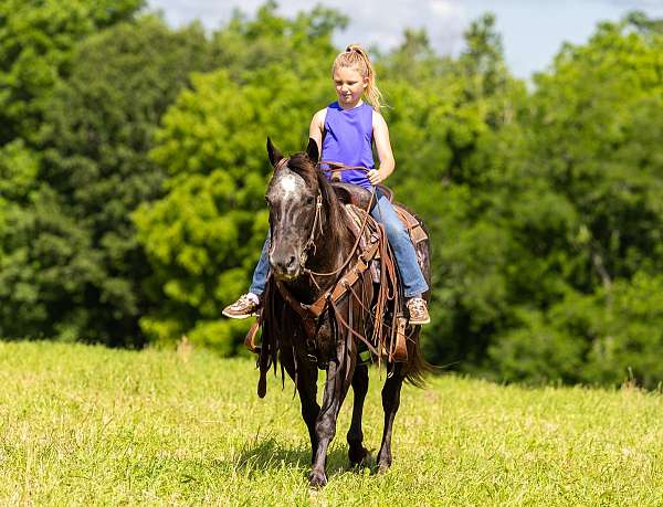 any-size-rider-appaloosa-horse