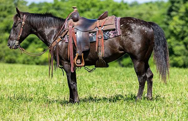 beginner-approved-appaloosa-horse