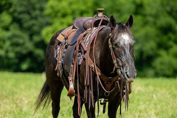 confidence-appaloosa-horse