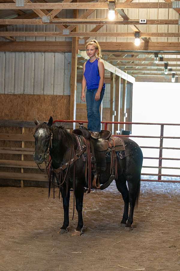 confidence-builder-appaloosa-horse