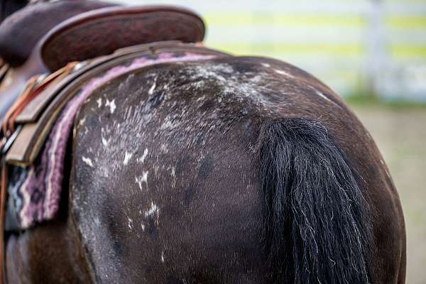 cowgirls-appaloosa-horse