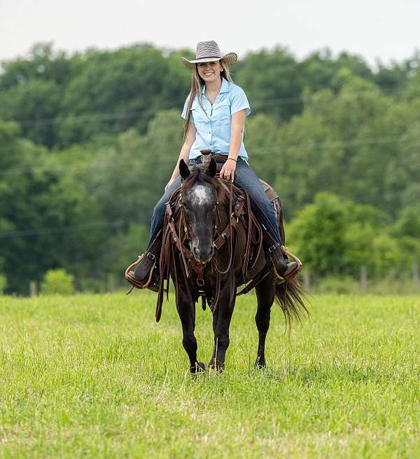 dream-come-true-appaloosa-horse