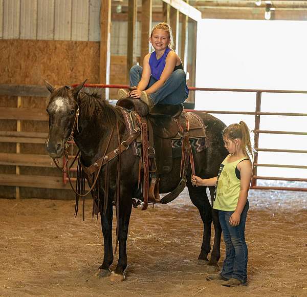 fence-appaloosa-horse