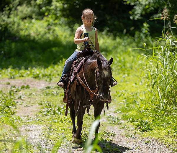 frame-appaloosa-horse