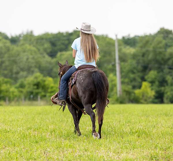 leg-cues-appaloosa-horse