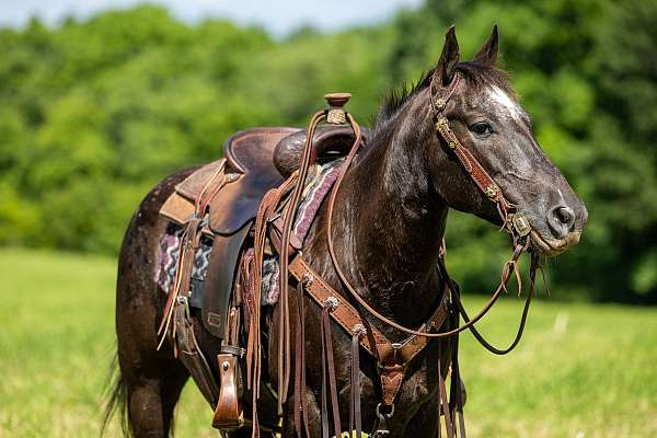 packing-appaloosa-horse