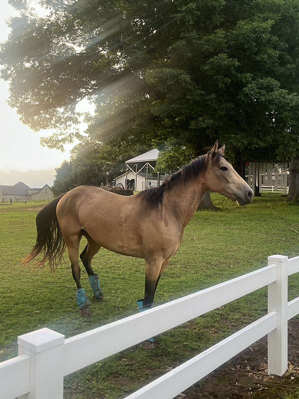 aqha-gelding