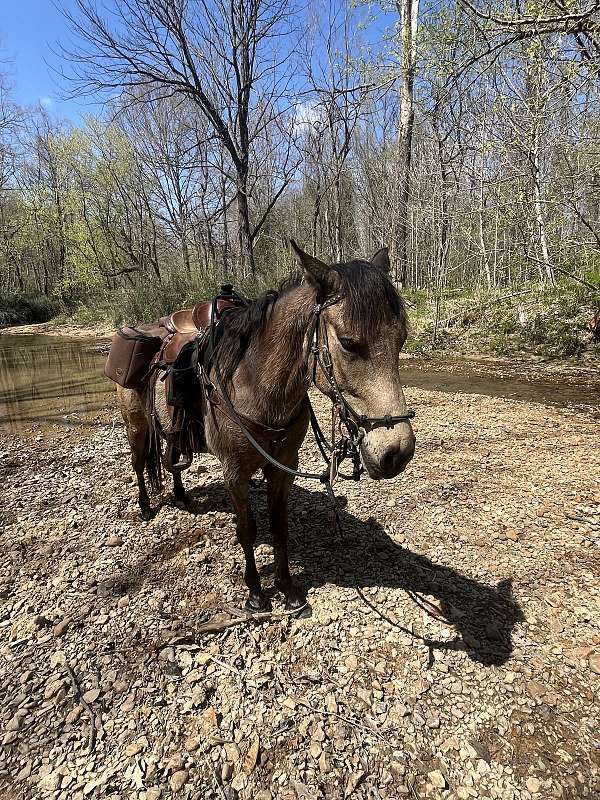 15-hand-quarter-horse-gelding