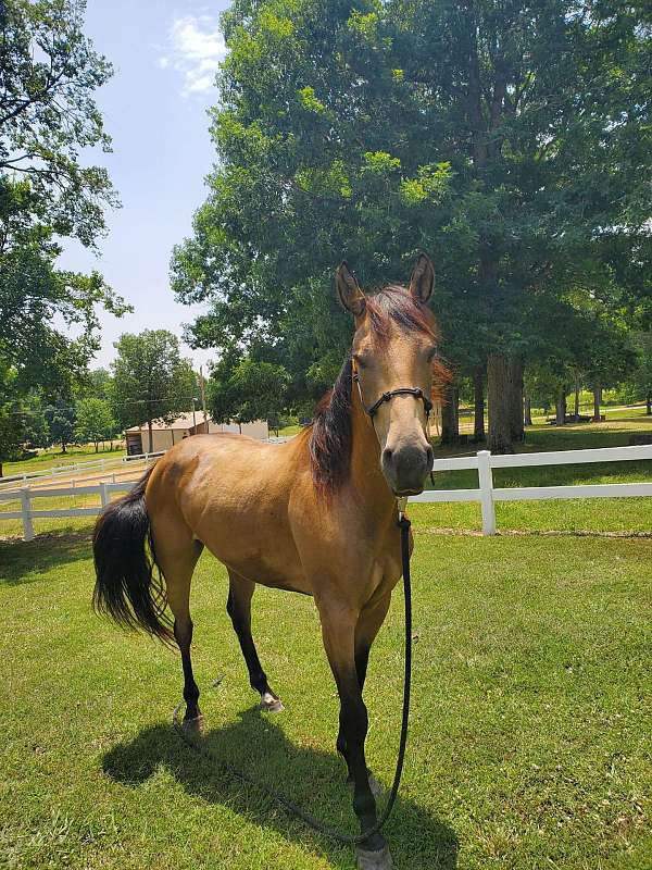 buckskin-quarter-horse-for-sale