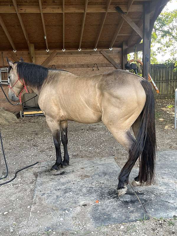 15-hand-buckskin-horse