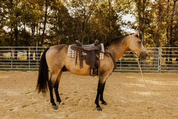 all-around-quarter-horse