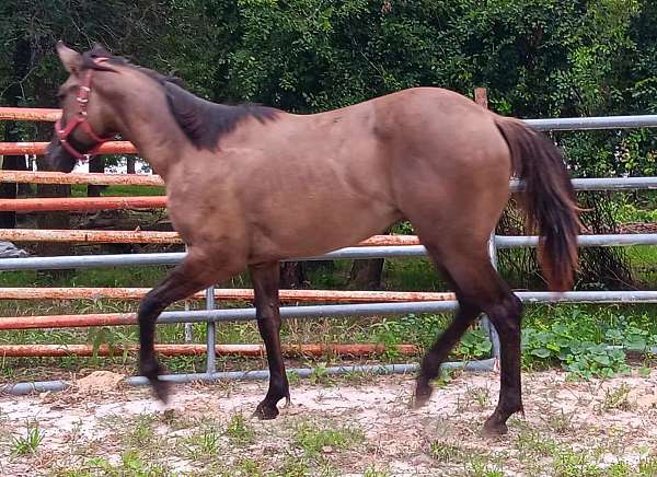 grulla-white-colt-mare-for-sale