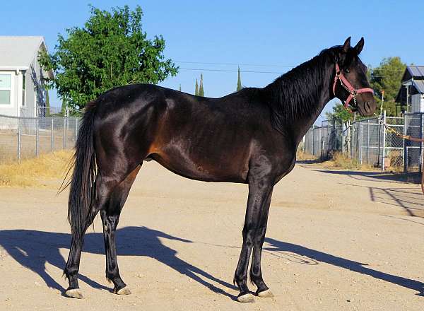 racing-thoroughbred-horse