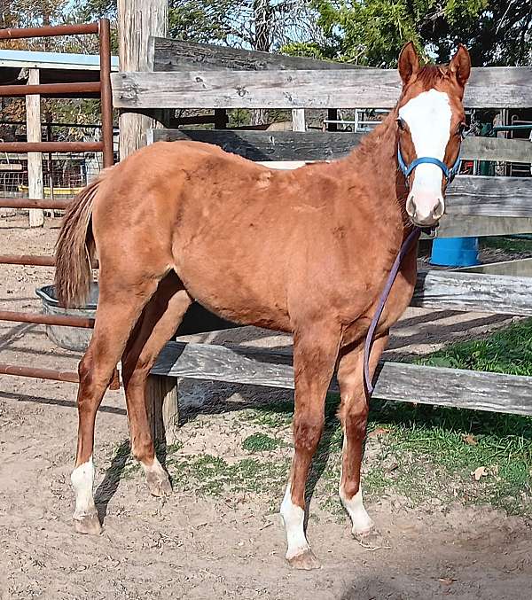 red-dun-quarter-horse-filly