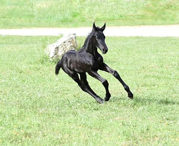 friesians-colt-stallion-filly-mare-purebred-registered-horse