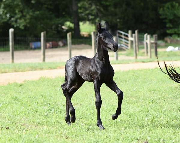 friesians-colt-stallion-filly-mare-purebred-registered