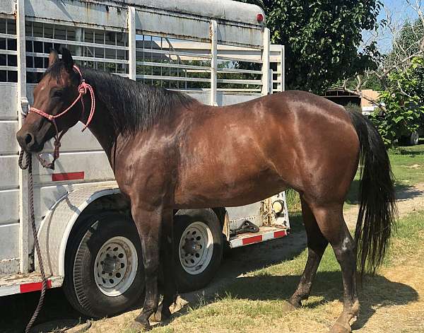 bay-roan-quarter-horse-mare