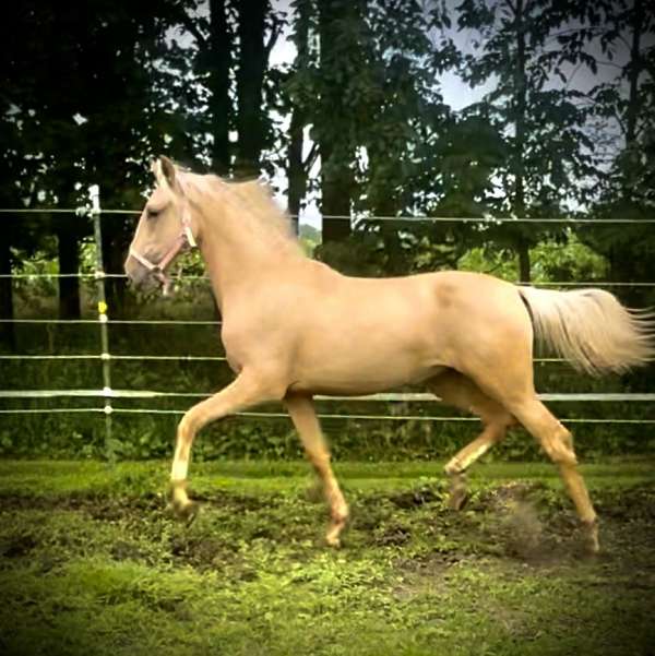 white-blaze-two-hind-matching-socks-horse