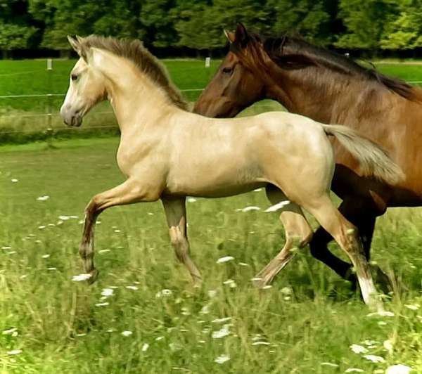 buckskin-white-blaze-one-hind-sock-horse