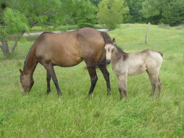 buckskin-quarter-horse-mare